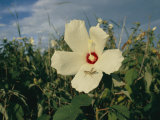A Close View of a Delicate Marsh Mallow Flower Being Explored by a Grasshopper