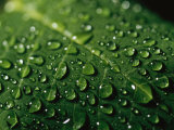Water Drops and Droplets on a Leaf