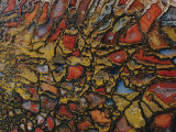Close View of a Fossil