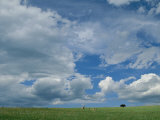 Cloud-Filled Sky over Pronghorns and an American Bison on a Prairie