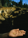 Two Small Pellets of Gold in a Hand with a Mining Hole Backdrop