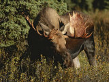 Close View of a Moose Grazing in Denali National Park