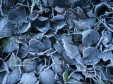 Frosty Leaves Cover the Ground on a Winters Day in Ireland