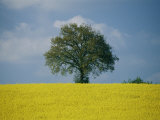 A Scenic View of Bright Yellow Rape Fields with a Single Green Tree at the Top of a Hill
