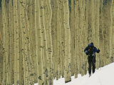 Man on Skis Touring an Aspen Glade in the Snow