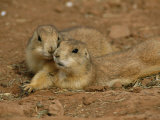 Close View of a Pair of Prairie Dogs