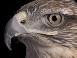 A Captive Ferruginous Hawk (Buteo Regalis)