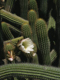 Close-up of Cactus Bush with Blooming White Cactus Flower