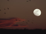 Silhouetted Sandhill Cranes Fly Near an Almost Full Moon