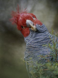 Colorful Portrait of a Gang-Gang Cockatoo