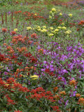Blooming Indian Paintbrush  Russell Fiord Wilderness