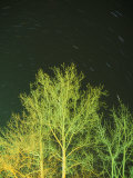 Star Trails Light up the Sky over a Tree