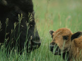 Close View of an American Bison and her Calf