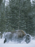 An American Bison Shakes Snow off of its Back