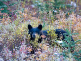 A Black Bear Looks Out of a Field While Hunting for Food