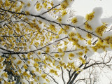 Fluffy Snow Clings to the Yellow Branches of a Flowering Forsythia Bush