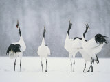 Red Crowned Crane (Grus Japonensis) Courtship Dance  Hokkaido  Japan