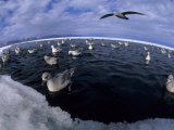 Northern Fulmars Flock to Newly Formed Cracks in the Sea Ice to Feed