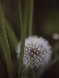 Close View of a Dandelion That Has Gone to Seed