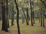 A Woodland View with New Spring Foliage and Blooming Trees
