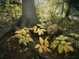 A Red Fox on Isle Royale in Lake Superior  Autumn Woodland