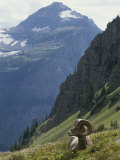 A Bighorn Sheep Ram  Ovis Canadensis  Rests in an Alpine Meadow