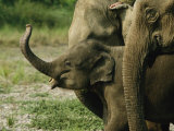 A Baby Asian Elephant and Adult Members of its Group
