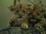 Two African Lion Cubs Chew on a Stick
