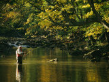 Fly Fisherman Casts his Line into the Elk River