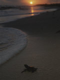 A Newly-Hatched Green Sea Turtle Makes its Way to the Surf