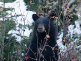 A Black Bear Looks Out of a Forest While Hunting for Food