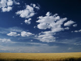 Wheat Field in Central Washington