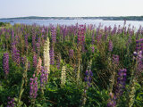 Maine Wetlands
