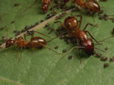 Honey Ants Gather Honey Dew Secreted by Aphids the Ants Farm