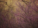 A View of a Dew-Covered Bush in Bloom at Twilight