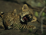 Yawning Four-Month-Old Leopard Cub with its Sleeping Sibling