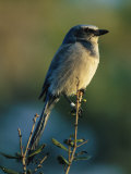 Florida Scrub Jay (Aphelocama Coerulescens Coerulescens)  Banded for Identification