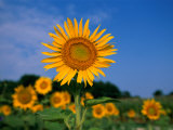 A Close View of Sunflowers