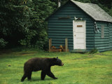 A Black Bear Looks for a Meal on the Grounds of the Taku Glacier Lodge