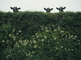 Three Cows Peer over a Hedge Garlanded with Wildflowers