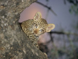 Baby Leopard Peeks Out from Behind a Tree Trunk