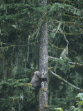 A Grizzly Bear Clings to a Fir Tree it is Climbing