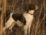 An English Springer Spaniel Points for His Master