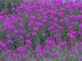 Blooming Fireweed