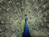 Indian Peacock Spreads its Feathers to Court a Female