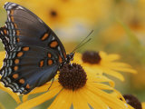 Close-up of a Red-Spotted Purple Butterfly on a Black-Eyed Susan