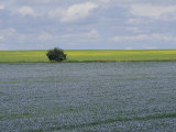 Flax and Canola Fields  Saskatchewan  Canada