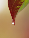 A Raindrop Clinging to the Tip of a Dogwood Leaf in Autumn
