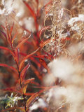 Autumn Colored Meadow Grasses in the Mackenzie River Delta