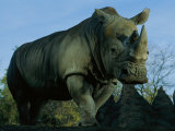 A Southern White Rhino at the San Diego Wild Animal Park